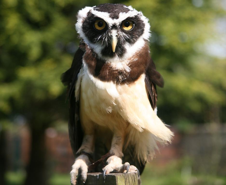 Exmoor Owl & Hawk Centre Panzió Bossington Kültér fotó